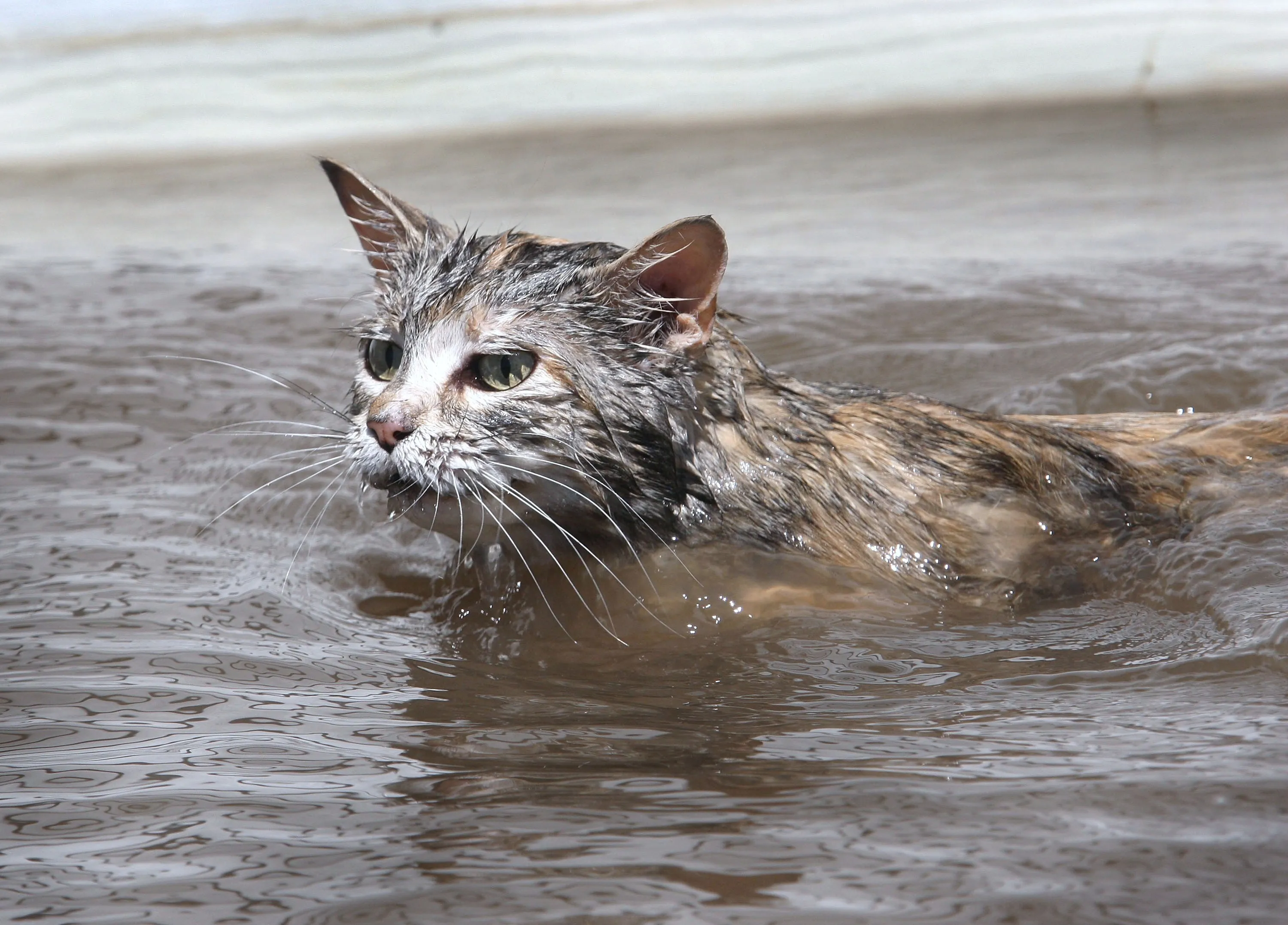 Кот после купания. Мокрая кошка. Кот в луже. Кот плавает. Мокрый кот в луже.