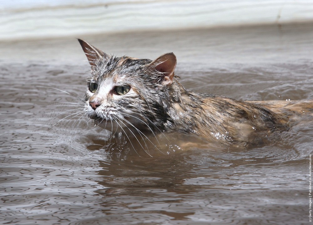 Don't Forget About The Animals During Flooding!