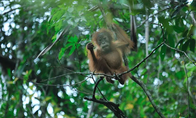 A baby Sumatran orangutan is seen at Mount Leuser National Park in North Sumatra, Indonesia, October 31, 2021. (Photo by Xinhua News Agency/Rex Features/Shutterstock)