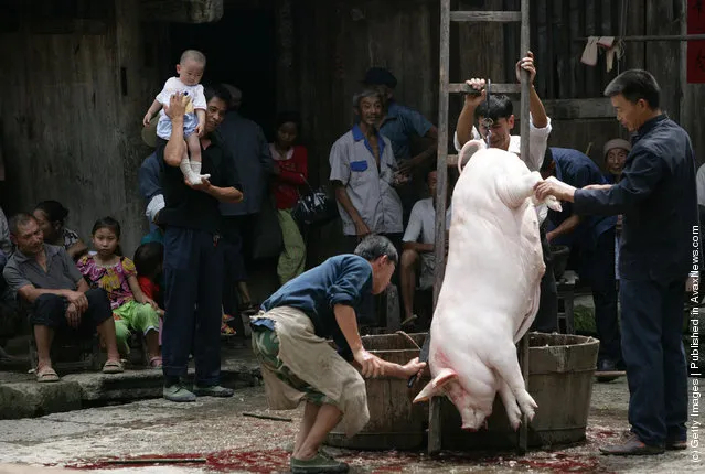A butcher slaughters a pig