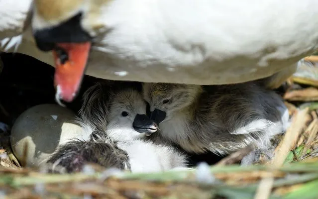 First cygnets of the year hatch at Abbotsbury Swannery on May 04, 2019 near Weymouth, England. It is the only publically accessible colony of nesting mute swans in the world. The arrival of the cygnets is traditionally seen as the start of summer and local traditions claim the Benedictine Monks who owned the Dorset swannery between 1000 AD and the 1540s believed the first cygnet signaled the season's first day. Abbotsbury Swannery's mute swans – up to 1,000 in total – are all free flying, and are not kept in cages. (Photo by Finnbarr Webster/Getty Images)