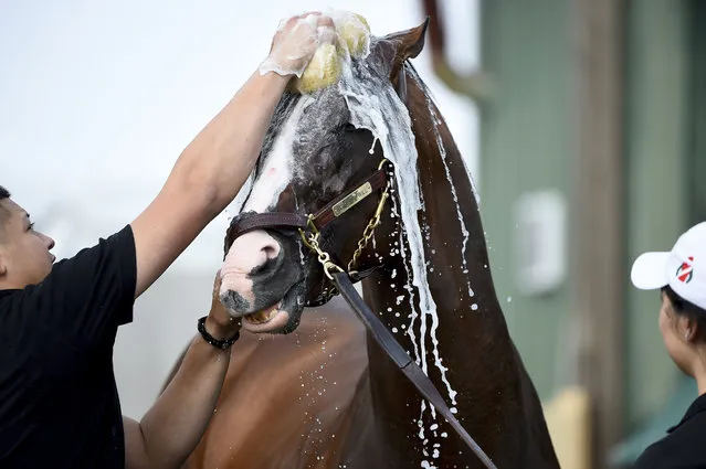 War of Will is washed after exercising in preparation of the Preakness Stakes, Thursday, May 16, 2019, at Pimlico Race Course in Baltimore. The horse race is scheduled to take place Saturday, May 18. (Photo by Will Newton/AP Photo)