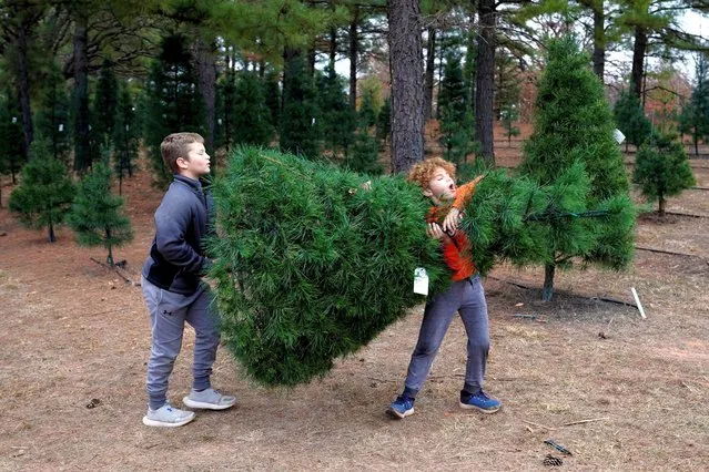 Ash Foster and his brother Cru carry their freshly harvested Christmas tree at Sorghum Mill Christmas Tree Farm in Edmond, Oklahoma, U.S., December 4, 2021. (Photo by Nick Oxford/Reuters)