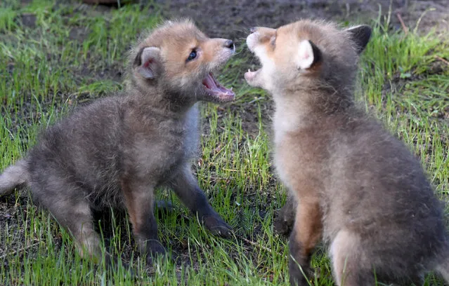 Young foxes Fara and Fu play with each others at the wildlife park Eekholt near Grossenaspe, northern Germany, Thursday, April 21, 2016. The two cubs were found motherless in March and were raised by hand in the wildlife park. (Photo by Carsten Rehder/DPA via AP Photo)