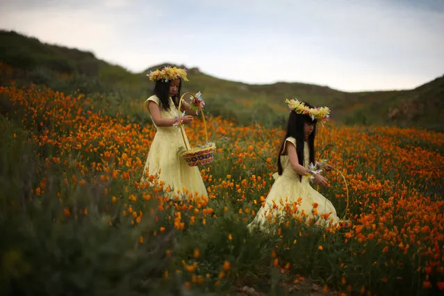 Julia Lu, 5, (L) and Amy Liu, 5, walk through a massive spring wildflower bloom caused by a wet winter in Lake Elsinore, California, U.S., March 14, 2017. (Photo by Lucy Nicholson/Reuters)