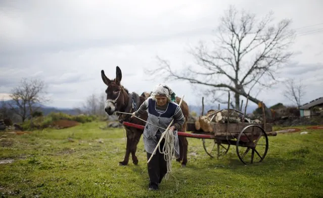 Mariana Teixeira pulls of a cart with firewood in Povoa de Agracoes, near Chaves, Portugal April 18, 2016. (Photo by Rafael Marchante/Reuters)