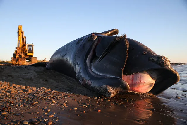 A 9-year-old male right whale lays dead on a beach on Miscou Island in New Brunswick after being towed onto the shore the night before on June 7, 2019. A necropsy took place later that day. This North Atlantic right whale - among the most endangered species on the planet - was known by researchers as Wolverine, for three propeller cuts on its tailstock that reminded them of the trio of blades used by the comic book character of the same name. In its short life of nine years, journeying through thousands of miles of dense fishing grounds, the whale had endured at least one vessel strike and three entanglements in fishing gear. Now, Wolverine was decomposing on a grassy beach at the northernmost tip of New Brunswicks Acadian peninsula, its large, black fins inert in the salty air, its wide fluke tangled in red rope that the Canadian Coast Guard used to haul its carcass in from the frigid waters of the Gulf of St. Lawrence. The death of even one of the mammals poses a grave threat to the species, given how few remain. But almost as notable is that Wolverine was here at all. Until recently, right whales were seldom seen this far north. Now about a third of the species regularly comes to feed in these frigid waters. It has proved to be a very dangerous migration. (Photo by Nathan Klima for The Boston Globe via Getty Images)