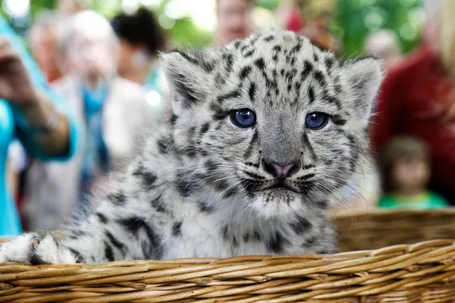 Snow leopard Twins will in Zoo Magdeburg baptized on the Name Maleo and Askari photographed at June 28, 2015. (Photo by Imago/ZUMA Wire)