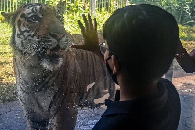 A boy looks at Shakti, a Bengal Tiger strolling inside its enclosure at Veermata Jijabai Bhosale Udyan and Zoo after the facility was reopened for visitors as part of easing of restrictions imposed earlier to curb the Covid-19 coronavirus pandemic in Mumbai on February 10, 2022. (Photo by Indranil Mukherjee/AFP Photo)