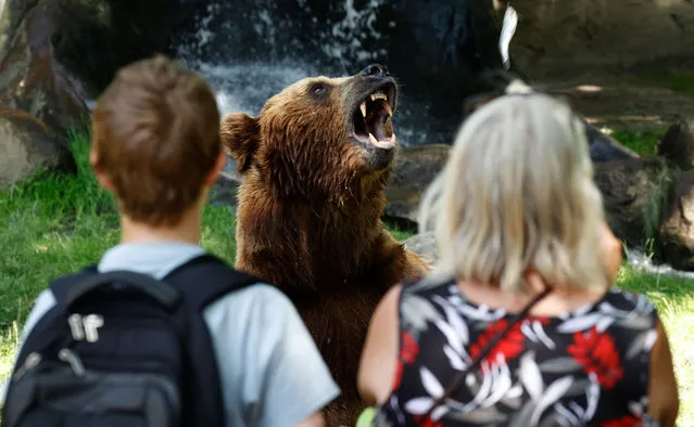 Visitors watch a Kamchatka brown bear at the Tierpark Hagenbeck zoo on June 28, 2021 in Hamburg, northern Germany. (Photo by Morris Mac Matzen/AFP Photo)