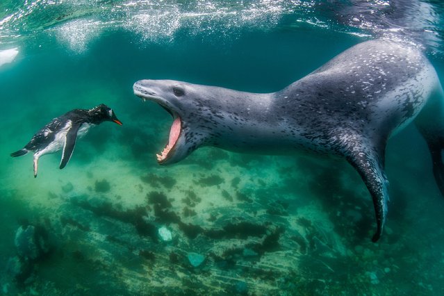 Leopard seal chasing a Gentoo penguin in Antarctica. This image wins the gold prize in the behaviour – mammals category, and the grand prize of World Nature Photographer of the Year. (Photo by Amos Nachoum/World Nature Photography Awards)