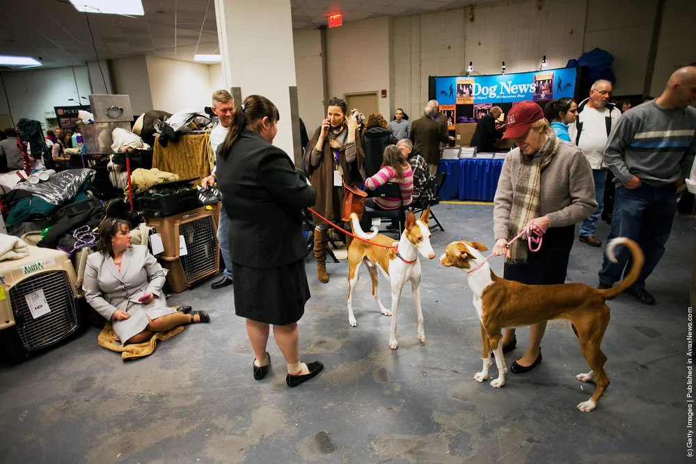 World's Top Dogs Compete At Westminster Dog Show