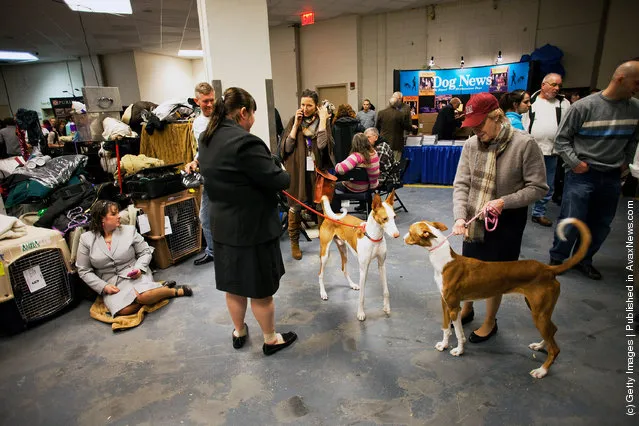 Dogs are walked backstage at Westminster Kennel Club Dog Show