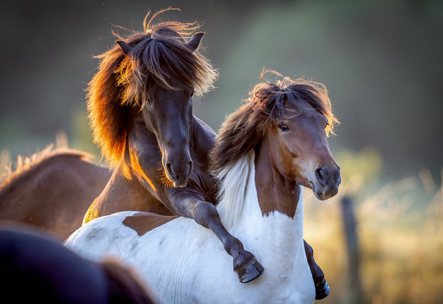 Icelandic horses play in the outskirts of Wehrheim near Frankfurt, Germany, as the sun rises on Monday, July 8, 2024. (Photo by Michael Probst/AP Photo)