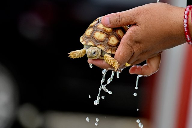 A pet lover cools a baby tortoise as people gather ahead of Indonesia's 79th Independence Day, at the Nusa eco-tourism village in Lhoknga, Indonesia's Aceh province on August 11, 2024. (Photo by Chaideer Mahyuddin/AFP Photo)