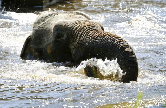 An elephant takes a bath in Munich's zoo Hellabrunn, Germany July 22, 2015. (Photo by Michaela Rehle/Reuters)