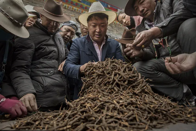Tibetan nomads examine cordycep fungus for sale at a market on May 22, 2016 on the Tibetan Plateau in Yushu town in the Yushu Tibetan Autonomous Prefecture of Qinghai province. (Photo by Kevin Frayer/Getty Images)
