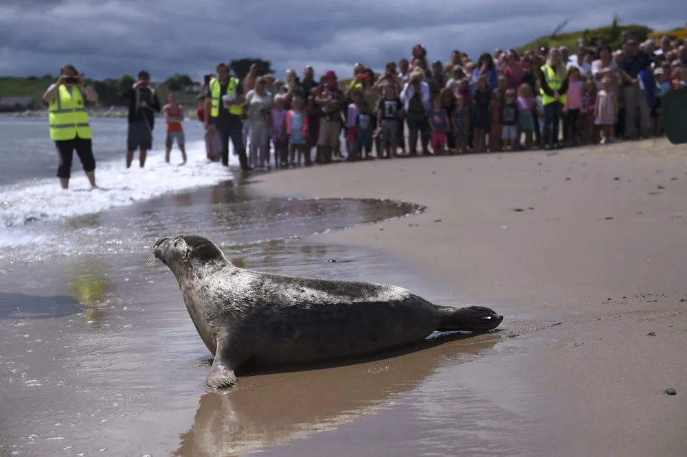 Seals Rescue