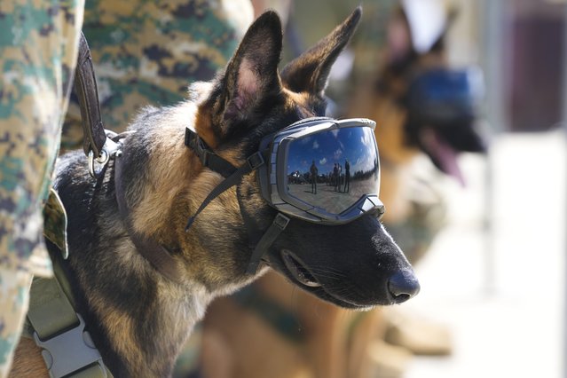 Panamanian border police K9 dogs attend a launch ceremony for Operation Shield in Nicanor, Darien province, Panama, Friday, June 2, 2023. Security officials said Operation Shield is part of the agreement reached with the governments of Colombia and the United States in April to stop the flow of migrants through the border’s jungle-clad mountains known as the Darien Gap. (Photo by Arnulfo Franco/AP Photo)