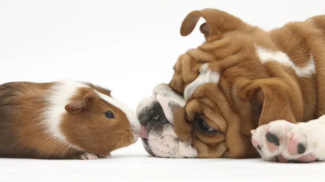 Like many of the other animals he uses, this bulldog puppy belonged to a breeder who was close with Taylor's mother