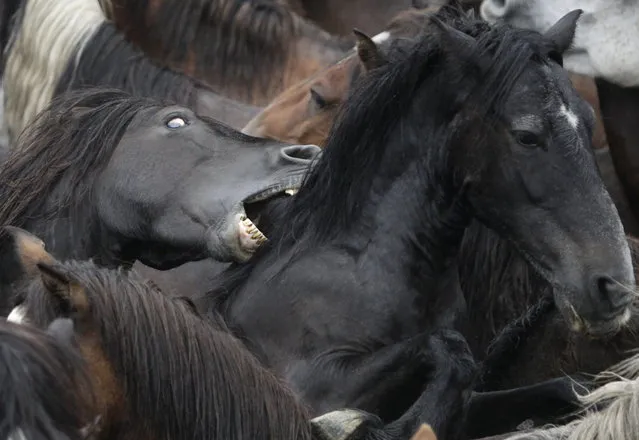 Two horses fight during the “Rapa Das Bestas” traditional event in the Spanish northwestern village of Sabucedo July 5, 2014. On the first weekend of the month of July, hundreds of wild horses are rounded up, trimmed and groomed in different villages in the Spanish northwestern region of Galicia. (Photo by Miguel Vidal/Reuters)