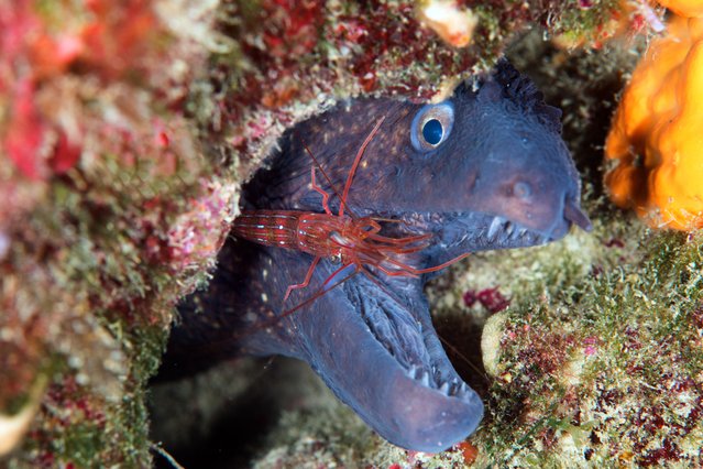 A Mediterranean moray (Muraena helena) is captured with its symbiotic partner, cleaner shrimp (Lysmata seticaudata) underwater as the diving season starts in Ayvalik district of Balikesir, Turkiye on April 11, 2024. (Photo by Tahsin Ceylan/Anadolu via Getty Images)