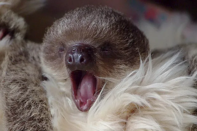 Two-toed baby sloth Edward Scissorhands yawns in this handout photograph taken at London Zoo July 24, 2015 and released July 31, 2015. When baby sloth Edward Scissorhands' mother stopped producing milk and could not care for her infant, a London zoo keeper stepped in as a replacement mother – with the help of a teddy bear from a gift shop. The two-toed, seven-week sloth, born to second-time parents Leander and Marilyn, is being hand-reared by zoo keeper Kelly-Anne Kelleher at London Zoo. (Photo by Reuters/ZSL)