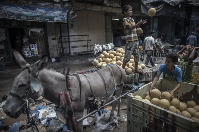 Palestinian boys load a donkey cart with melons in a street market in Gaza City, 17 July 2014. Daily life resumed for a short while during a five hours long ceasefire between Israel and Gaza requested by the United Nations. An Israeli delegation left Cairo 17 July 2014 after talks with Egyptian officials on a proposed long-term truce for the Gaza Strip. (Photo by Oliver Weiken/EPA)