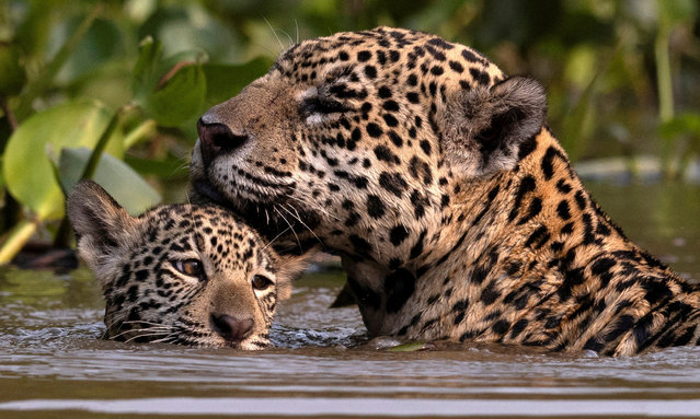 A female jaguar named Patricia, by NGO Jaguar ID, with her cub Makala are seen at Encontro das Aguas State Park, in the Pantanal, the largest wetland in the world, in Pocone, Mato Grosso, Brazil, on October 6, 2024. (Photo by Sergio Moraes/Reuters)