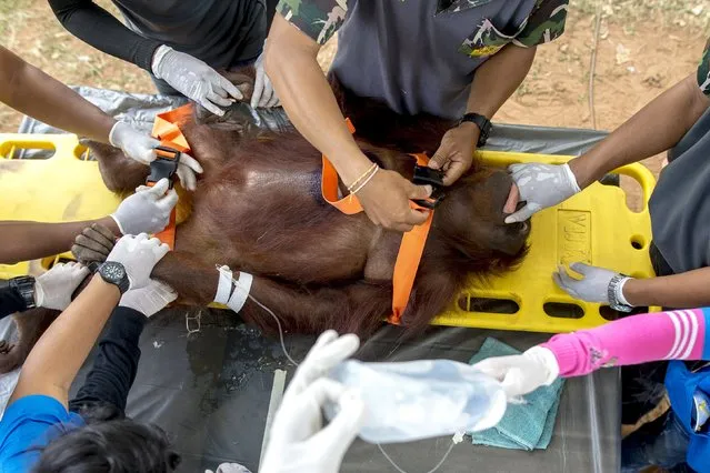 Thai veterinarians and wildlife officers move an orangutan onto a stretcher during a health examination at Kao Pratubchang Conservation Centre in Ratchaburi, Thailand, August 27, 2015. (Photo by Athit Perawongmetha/Reuters)