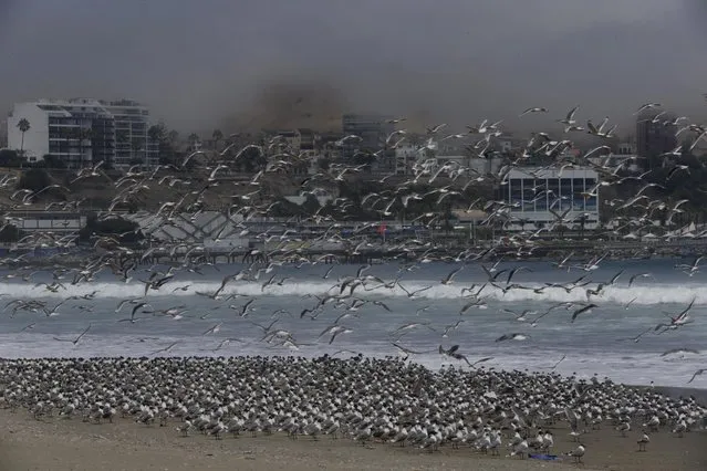 Hundred of birds overtake Agua Dulce beach which is usually populated with people, in Lima, Peru, Tuesday, March 24, 2020. Peru is in its second week of a government decreed state of emergency, after President Martin Vizcarra ordered residents to stay in their homes in an effort to contain the spread of the new coronavirus. (Photo by Martin Mejia/AP Photo)