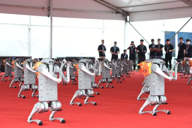 Robotic dogs dance during 2022 World Robot Conference at Beijing Etrong International Exhibition & Convention Center on August 18, 2022 in Beijing, China. The 2022 World Robot Conference kicked off on Thursday in Beijing. (Photo by Hou Yu/China News Service via Getty Images)