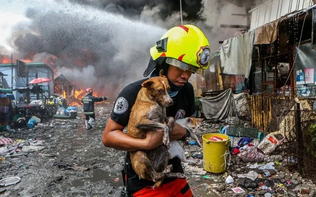 A firefighter carries a dog and a cat saved from a fire engulfing a slum area in Manila, the Philippines, April 18, 2020. Hundreds of families here were displaced Saturday due to the fire. (Photo by Xinhua News Agency/Rex Features/Shutterstock)