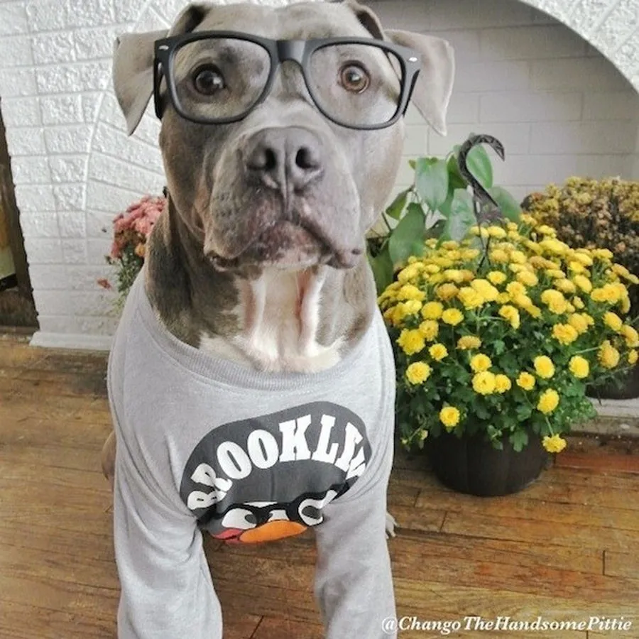 Most Handsome Dogs On The Internet