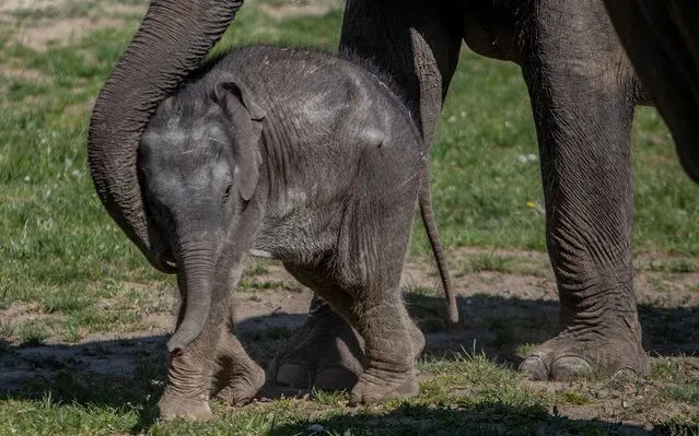 A baby elephant stands close to its mum at the zoo in Prague, Czech Republic, 27 April 2020. Zoos in the country are allowed to reopen their outdoor areas under strict safety measures to slow down the ongoing pandemic of the COVID-19 disease caused by the SARS-CoV-2 coronavirus. Prague Zoo was closed to visitors since 13 March 2020. (Photo by Martin Divisek/EPA/EFE/Rex Features/Shutterstock)