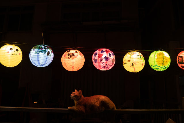 A cat sits underneath lanterns displayed at Tai O fishing village on September 07, 2022 in Hong Kong, China. Hong Kong prepares ahead to celebrate the mid-autumn festival which is an occasion for a children's night out and family gathering with the customs of moon contemplating, a procession of star and moon-shaped lanterns, lion dance, as well as holding parties with moon cakes and fruits. (Photo by Anthony Kwan/Getty Images)
