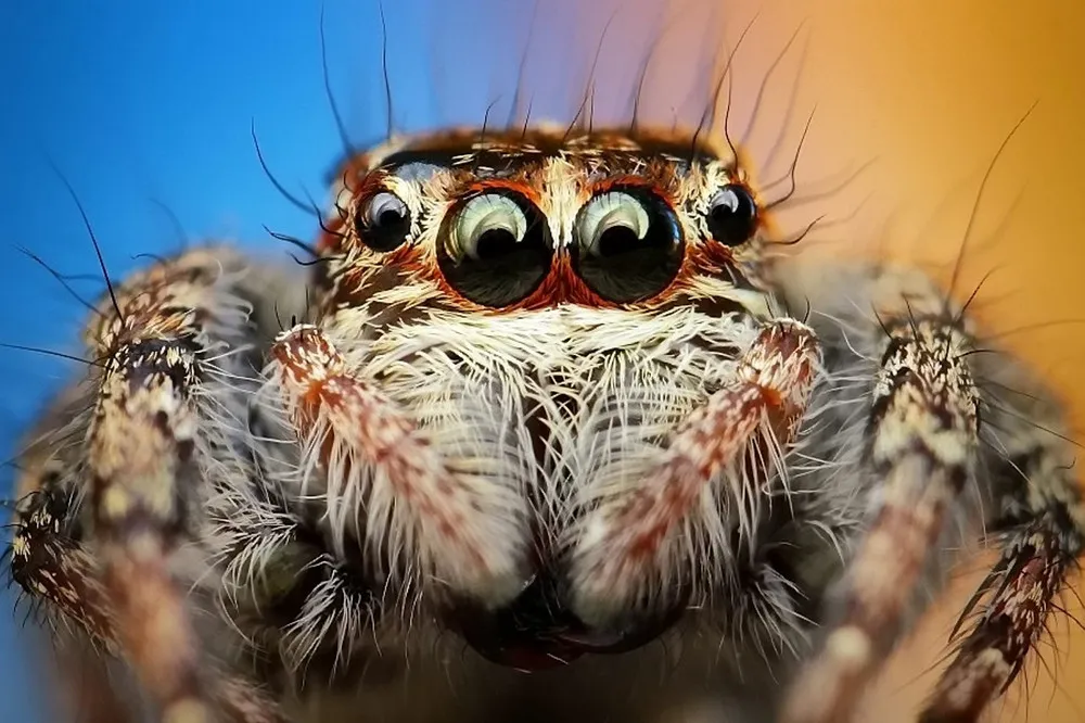 Close-Up World of a Spider's Eyes