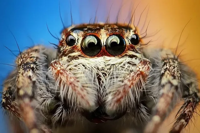 You might feel as if you are being watched when you look at these incredible pictures – revealing the close-up world of a spider's eyes. The intimidating creatures, which look like they should live in a horror film, star menacingly at the camera as every fleck of colour and hair are revealed. But despite their appearance the arachnids are actually jumping spiders, which measure a tiny six millimetres in length. (Photo by SWNS/ABACA Press)