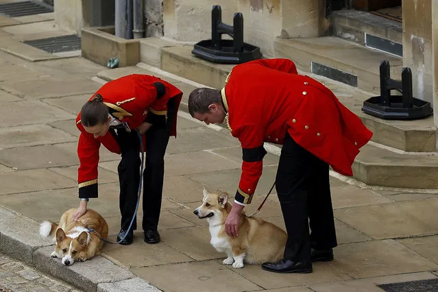 The royal corgis await the cortege on the day of the state funeral and burial of Britain's Queen Elizabeth, at Windsor Castle, Monday September 19, 2022. (Photo by Peter Nicholls/Pool Photo via AP Photo)
