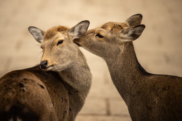 Deer play at Nara Park near Osaka, Japan on January 27, 2025. (Photo by Philip Fong/AFP Photo)