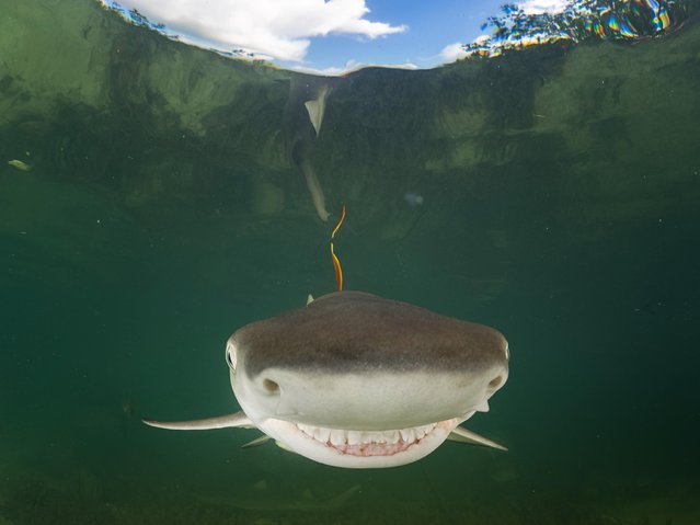 A baby lemon shark shows a big smile in front of the camera, taken in Bimini, the Bahamas. (Photo by Eugene Kitsios/Comedy Wildlife Photography Awards/Barcroft Media)