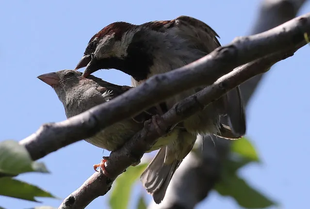 A female and male sparrow are pictured during love season on a tree in a garden in Ankara, Turkey on June 26, 2020. (Photo by Adem Altan/AFP Photo)
