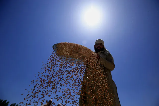 Pakistani farmer sorts wheat grains after they have been threshed during the harvest season at a village on the outskirts of Peshawar, Pakistan, 15 June 2020. Wheat is the most widely grown crop in the world. In Pakistan, wheat being the staple diet is the most important crop and cultivated on the largest acreages, in almost every part of the country. (Photo by Bilawal Arbab/EPA/EFE)