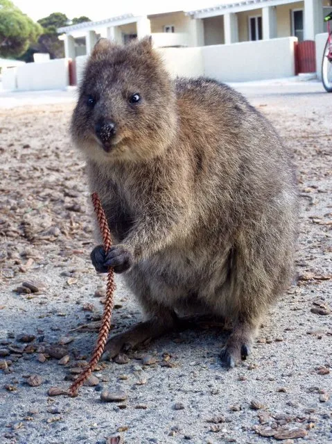 Quokka The Happiest Animal in the World