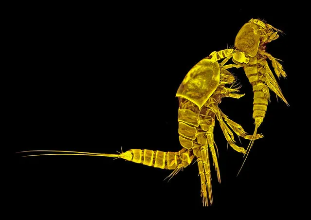 Tigriopus californicus (copepod), couple, lateral view; Confocal Laser Scanning Microscopy, 10X. Senckenberg am Meer, German Centre for Marine Biodiversity Research (DZMB), Wilhelmshaven, Germany. (Photo by Dr. Terue Kihara/Nikon Small World 2014)