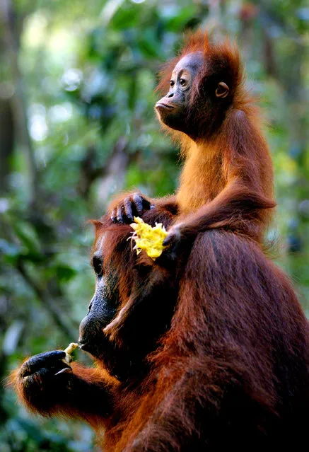 A baby Orangutan sits on the back of it's mother while eating fruit September 1, 2001 near Camp Leakey at the Tanjung Puting National Park in Kalimantan on the island of Borneo, Indonesia. (Photo by Paula Bronstein/Getty Images)