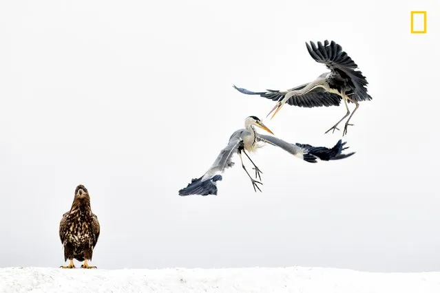 3rd Place in Wildlife: Two grey herons spar as a white-tailed eagle looks on in Hungary. (Photo by Bence Mate/National Geographic Nature Photographer of the Year contest 2017)