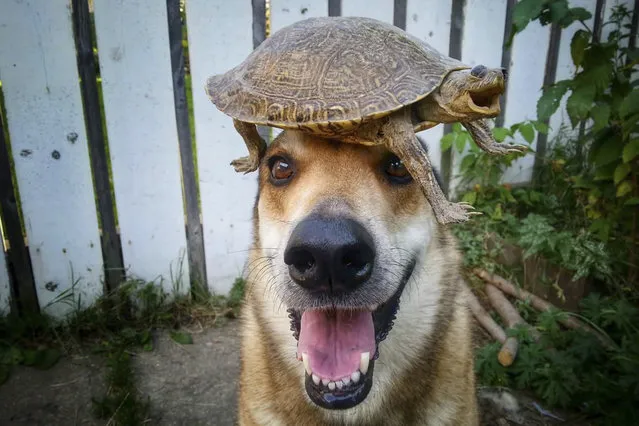 Toby balances a shellac turtle on his head. (Photo by Pat Langer/Caters News Agency)