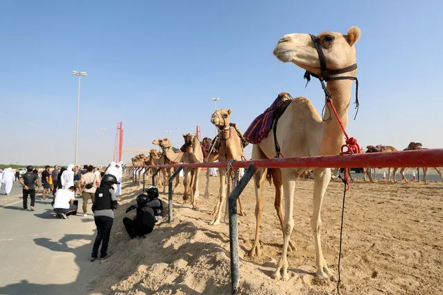 The 1st preliminary race for the camel trek marathon for expats at Al Marmoon race track in Dubai and covered a distance of 1500 meters on November 4, 2022. (Photo by Chris Whiteoak/The National)