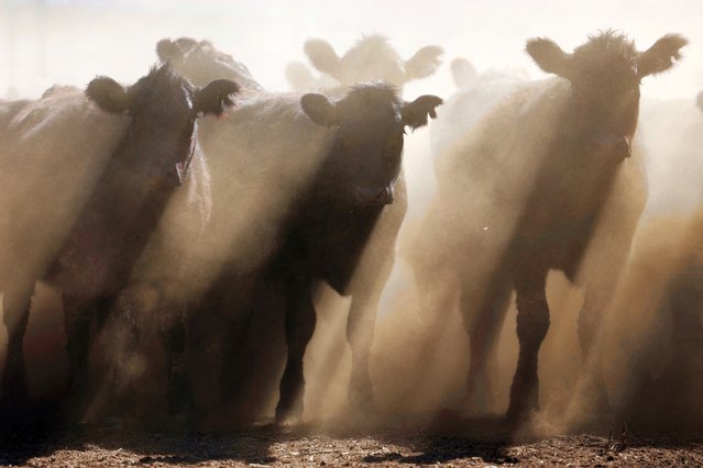Angus beef cattle stand in a yard at Coombing Park farm in Carcoar, Australia on April 17, 2025. (Photo by Hollie Adams/Reuters)